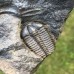 Conocoryphe sulzeri
